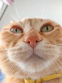 まんまるフェイスにくぎ付け！猫ちゃんの押し強めなドアップショットに「負けた...」の声も