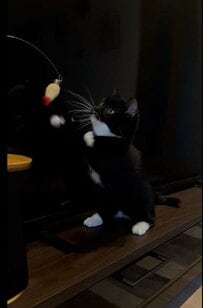 パンチパンチ！元保護猫ちゃんの真剣トレーニング！パンチのお手手が可愛くてキュン！