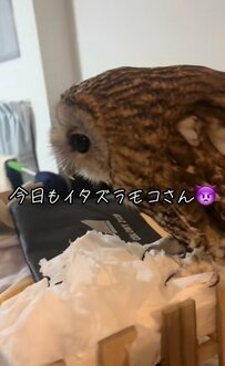 新品のティッシュにイタズラするフクロウに飼い主さんもたじたじ