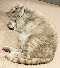 まるで休日のお父さん？脱力感あふれる表情の猫ちゃんに笑ってしまう