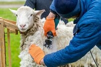 山口県の「サファリランド」で羊の毛刈りを実施　羊毛の状態に注目集まる