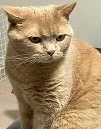 「どうなっているんですか」貫禄たっぷりな猫→隙間から覗く顔が不思議すぎて思わず二度見