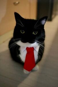 【無事採用決定？！】真っ赤なネクタイでビシッと決めた猫ちゃんがカッコ可愛いと話題！