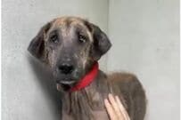 田舎で人に怯えながら育った繁殖犬　保護されて走り回る姿に感動の声「元気になった姿が美しい」