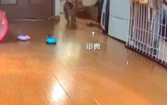 仲良しのカメの目の前をスルー→気づいた猫が見せた全力の“やんのかステップ”に笑ってしまう