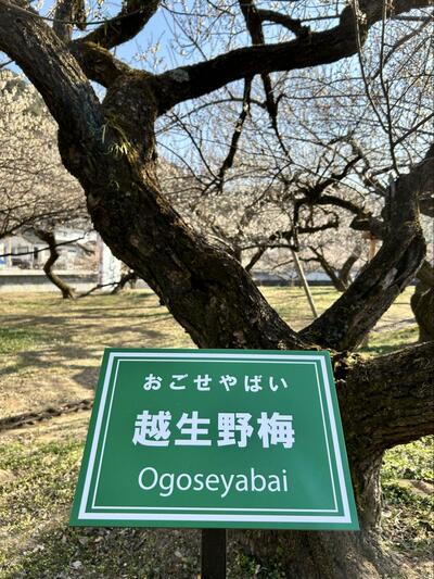 「おごせやばい」