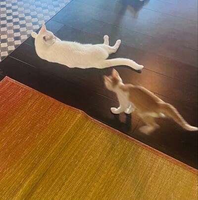 休憩していると、後輩猫がやってきて……