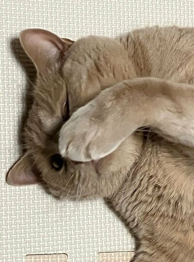 まるで「いないいないばぁ」のようなポーズを決めるつなくん