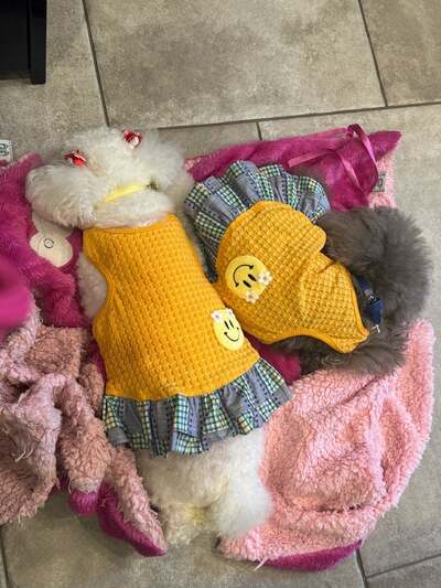 堀ちえみのAmeba公式ブログ投稿