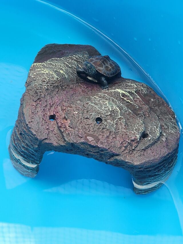 【1年で体重約96倍】立派に育ったクサガメのビフォーアフター 「立派になってる」「さすが」