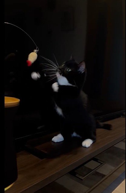 パンチパンチ！元保護猫ちゃんの真剣トレーニング！パンチのお手手が可愛くてキュン！