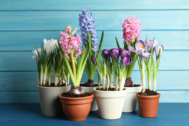 今が植えどき！初心者でも簡単に楽しめる《芽出し球根》育てやすい春の花7選＆植え方のコツ