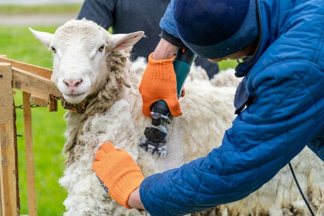 山口県の「サファリランド」で羊の毛刈りを実施　羊毛の状態に注目集まる
