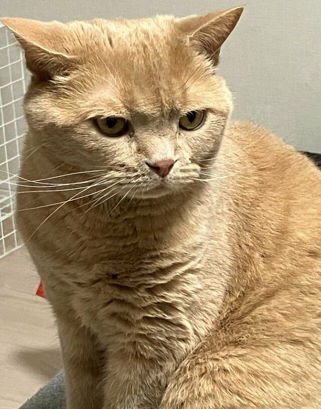 「どうなっているんですか」貫禄たっぷりな猫→隙間から覗く顔が不思議すぎて思わず二度見