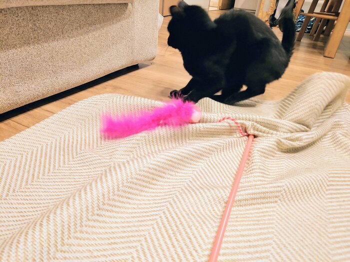 カーペットがぐちゃぐちゃになる勢いで走り回っていました