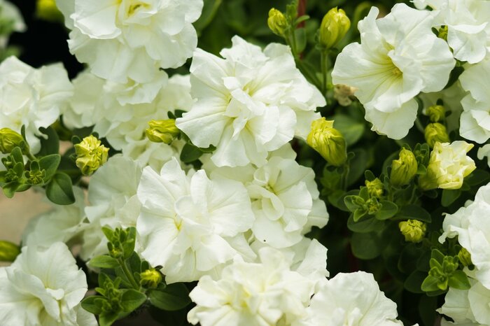 ペチュニアの花が咲いている。色は白。