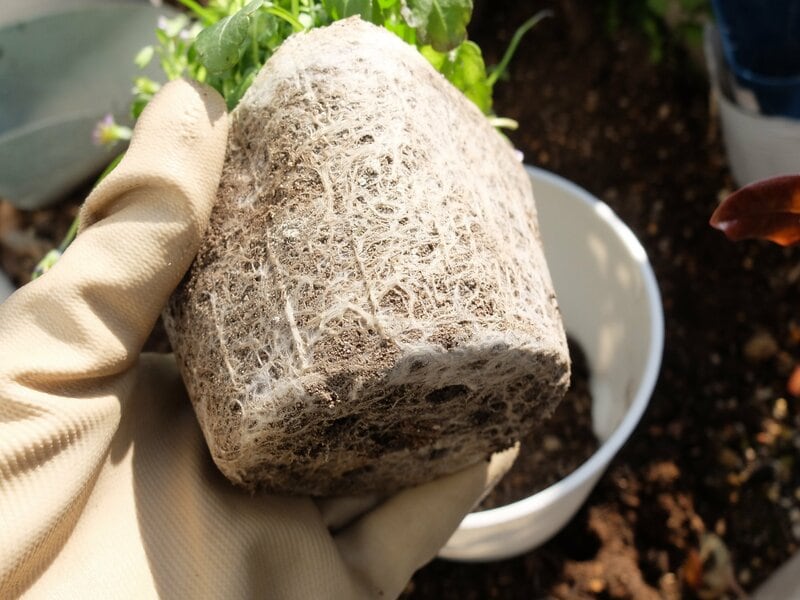 ビオラ（うさぎの家族）筆者撮影写真