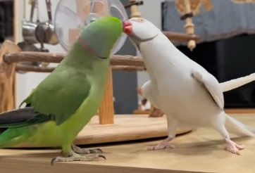 【女心がわからないインコ】あまりにも情熱的なキスを交わす2匹のインコ...そこからまさかの展開に視聴者も呆然！