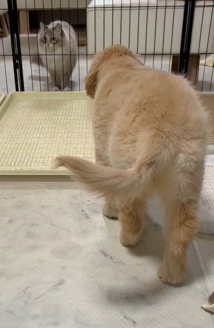 出所：@pu_channeldesu