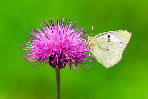 Gray wagtail/shutterstock.com