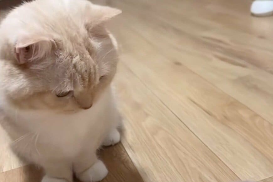 餌入りおもちゃで遊ぶ猫の「決定的瞬間」を目撃 想像の上を行く賢い行動に「天才だ!」