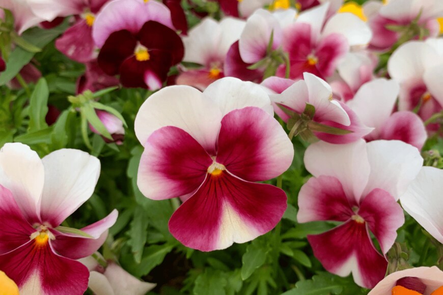 Nokzd/shutterstock.com