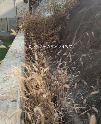 出所：@kusakari.zamurai