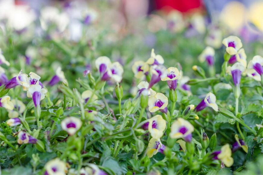 トレニア　　artpritsadee/istockphoto.com