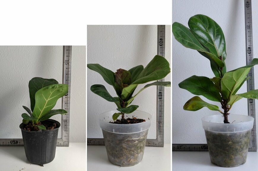 筆者撮影（ダイソー、カシワバゴムノキ）