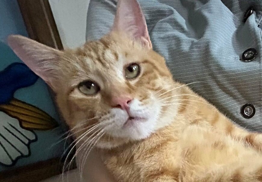 出所：@Beercat_Ana_Dar