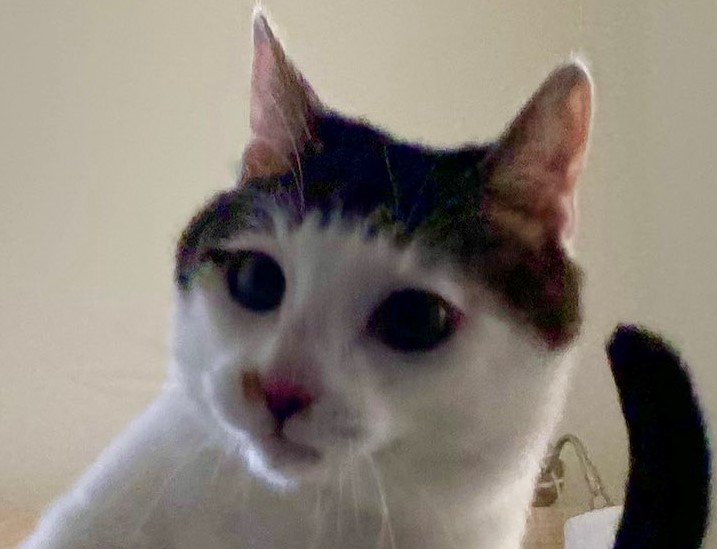 出所：@Saeroyi_cat