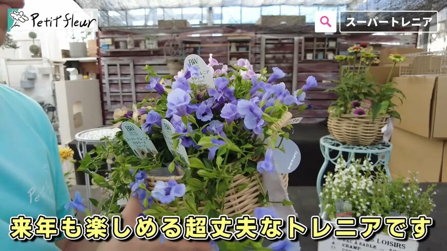 出所：@petit_fleur