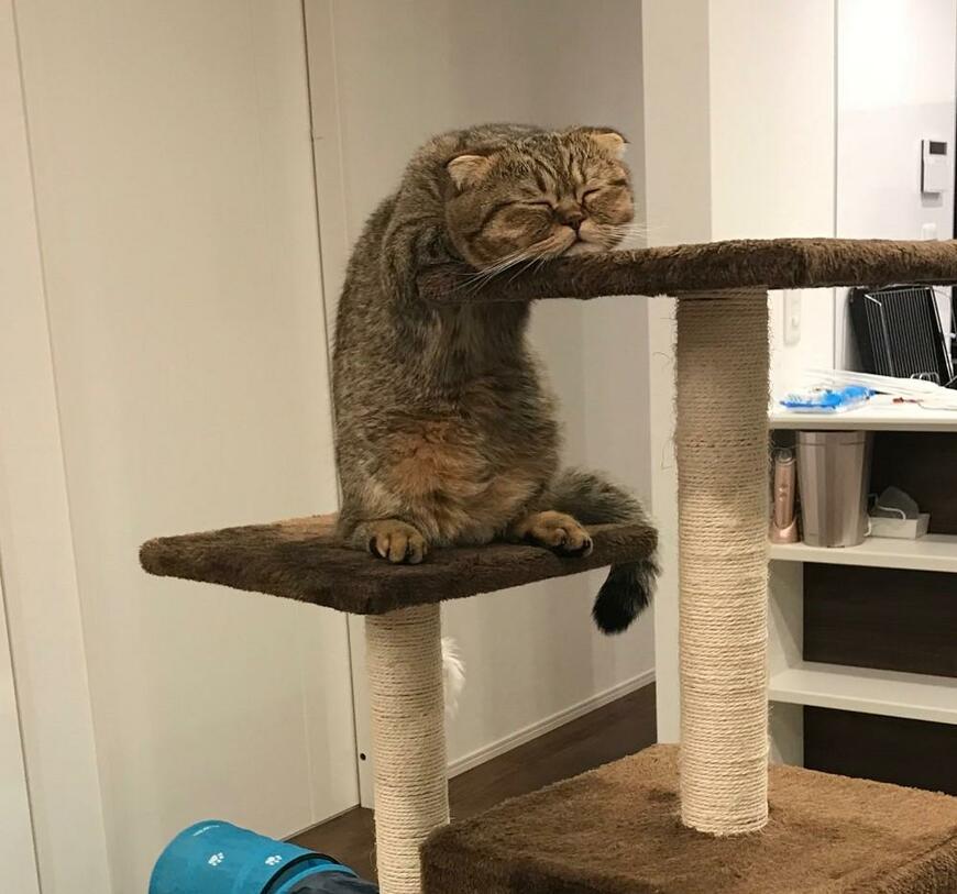 出所：@ponpokopontanu