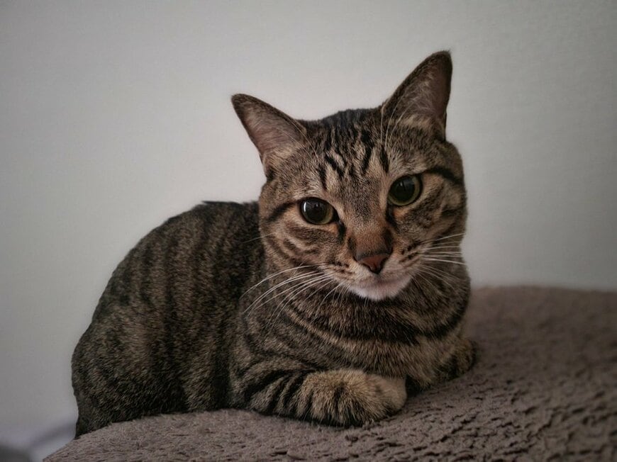 出所：@chipie0826