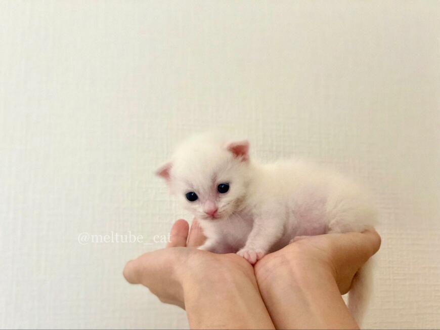 出所：@meltube_cat