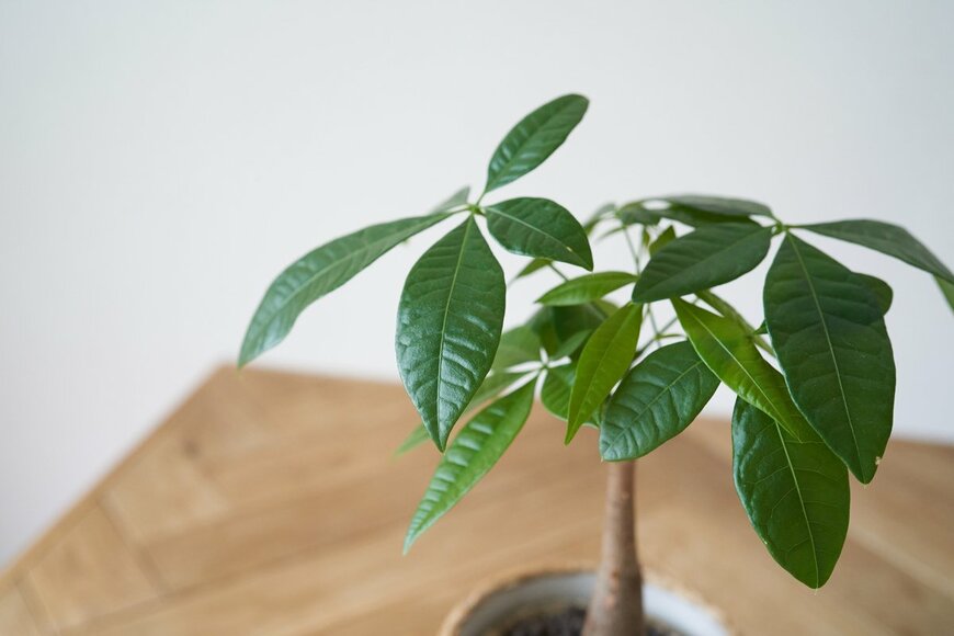 TOYPOY/Shutterstock.com