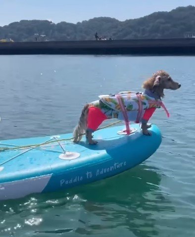 出所：himaribow.k.k