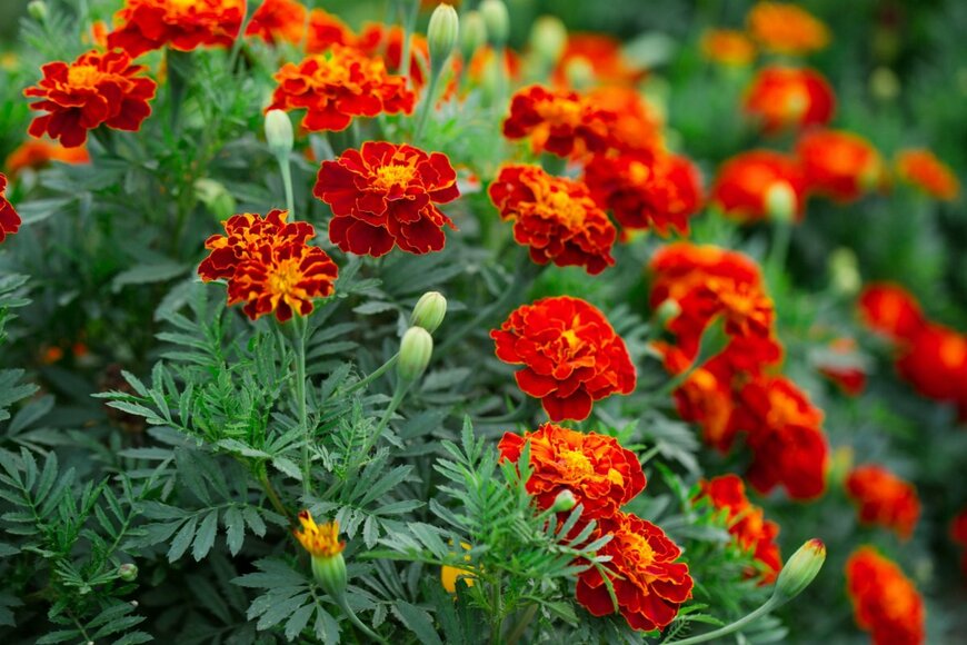 Malivan_Iuliia/shutterstock.com