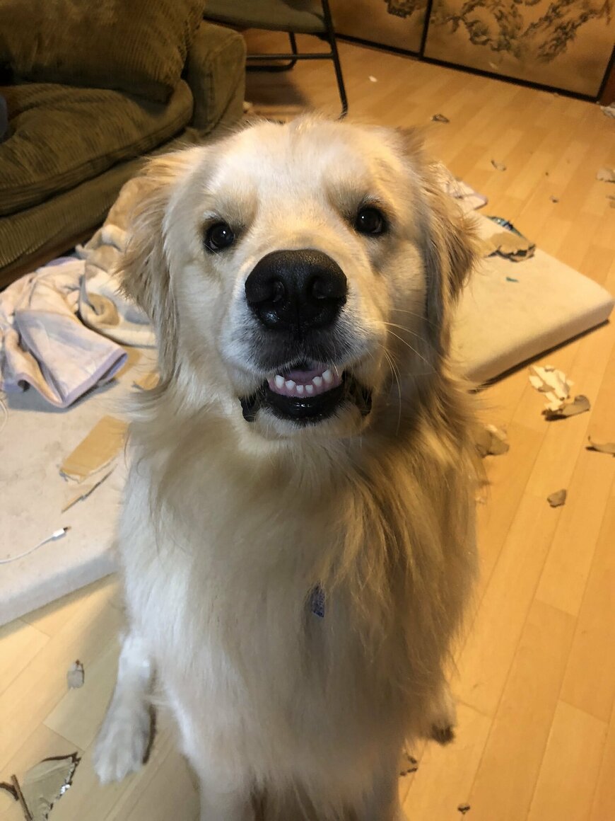 出所：@elmo_golret