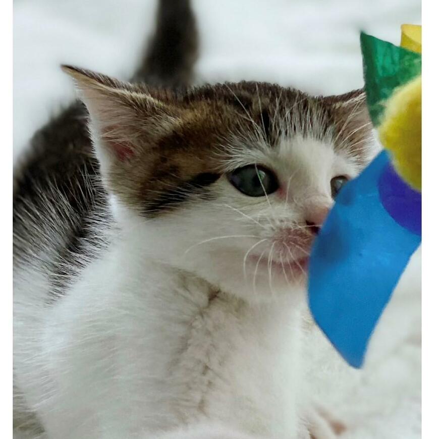 出所：@Saeroyi_cat