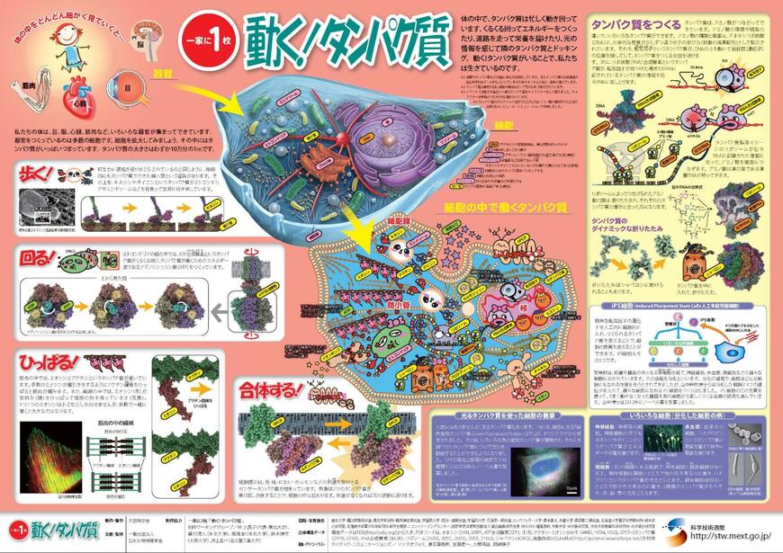 【科学技術週間】今年で22枚目「一家に1枚ポスター」2014年度発表の第10弾「動く！タンパク質」ポスターがDL無料！タンパク質の重要性など見どころを紹介