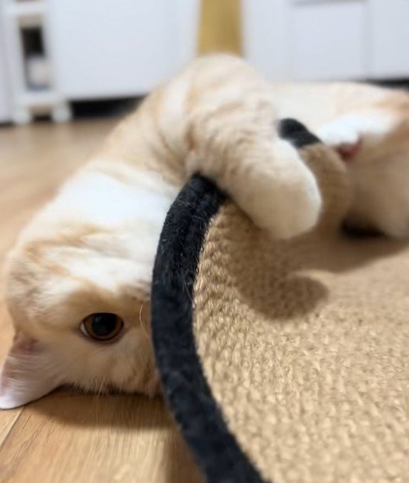 おもちゃで遊ぶ猫ちゃん「ニャにか居る…！」と言わんばかりにマットの下をのぞく様子が話題！