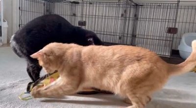 出所：＠Teagle_Noir