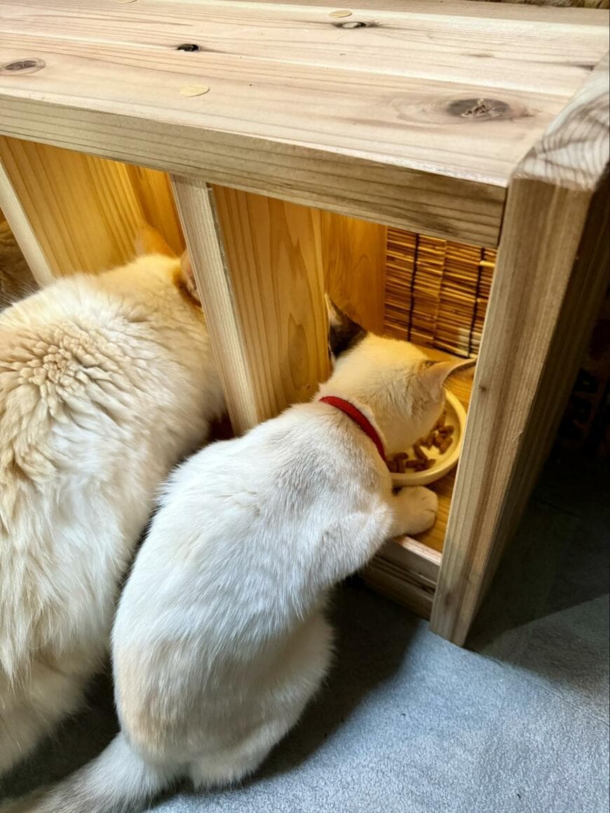 「ネコ屋台」で食事する7匹　圧巻の光景に絶賛の声