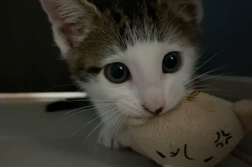 出所：@Saeroyi_cat