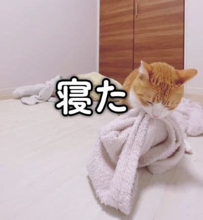 出所:@miko_nekoneko