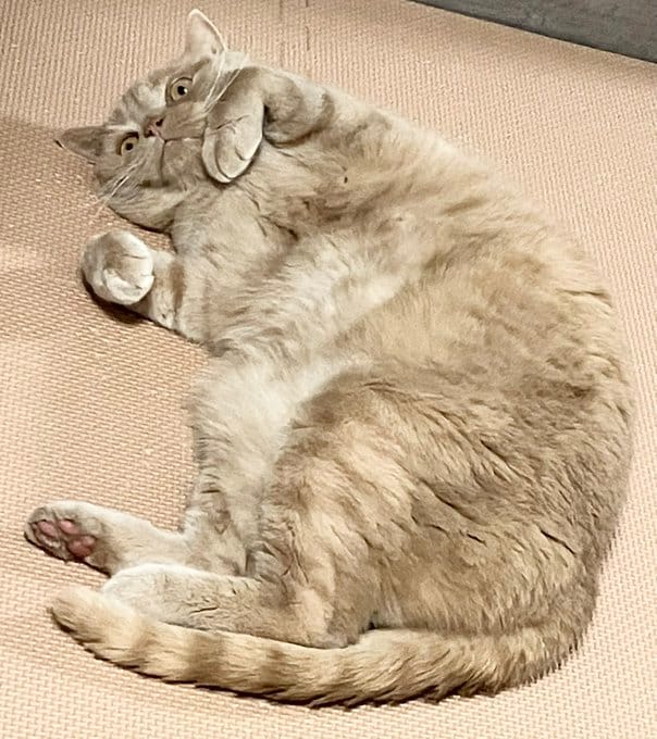 まるで休日のお父さん？脱力感あふれる表情の猫ちゃんに笑ってしまう