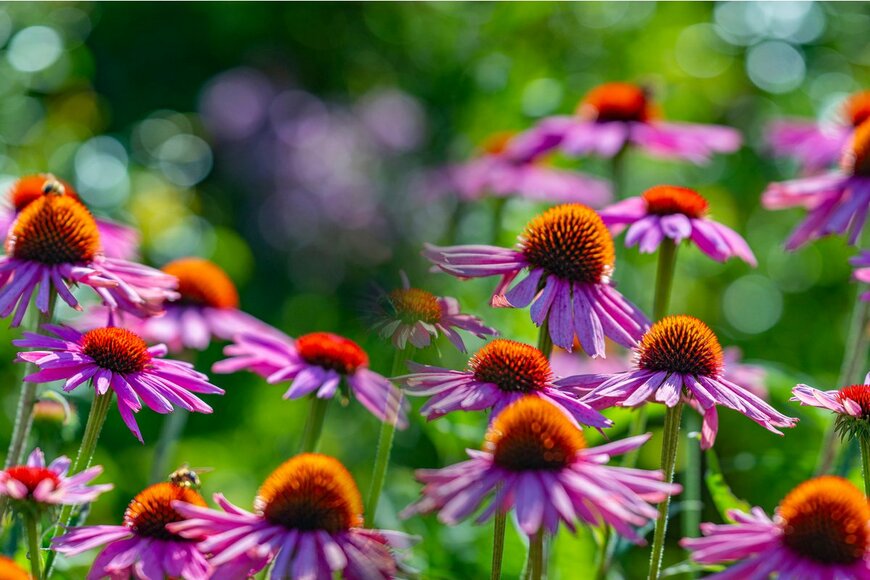 Kuttelvaserova Stuchelova/Shuttestock.com