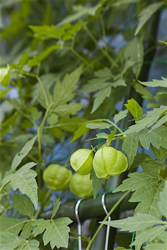 フウセンカヅラ