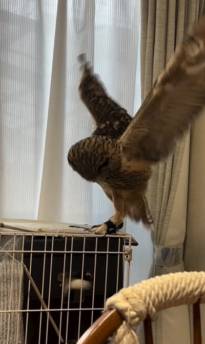 出所：@miracle_meg